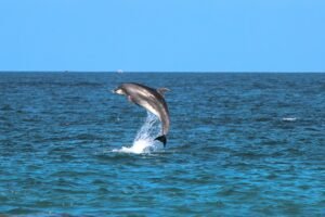 Delfino che salta al Safari Blu