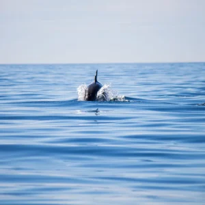 Delfino nella Riserva Marina di Watamu