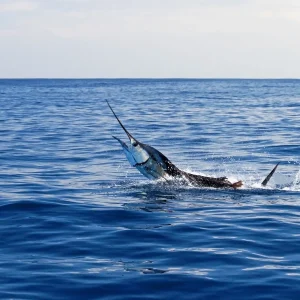 Marlin in mare aperto