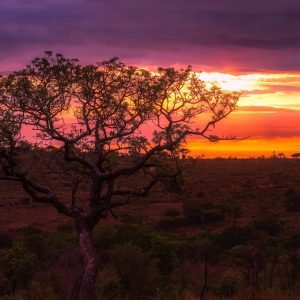 Tramonto Safari Tsavo East